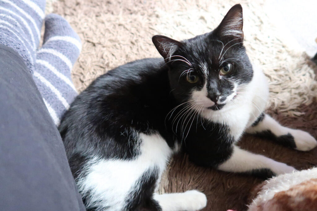 This is Cat.