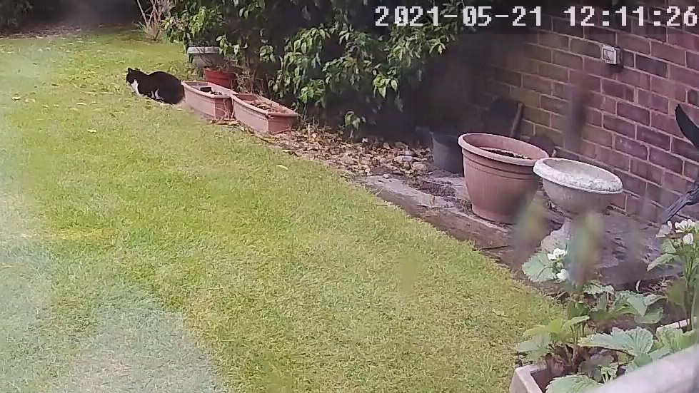 Cat outside in the rain but keeping dry under the ivy bush.