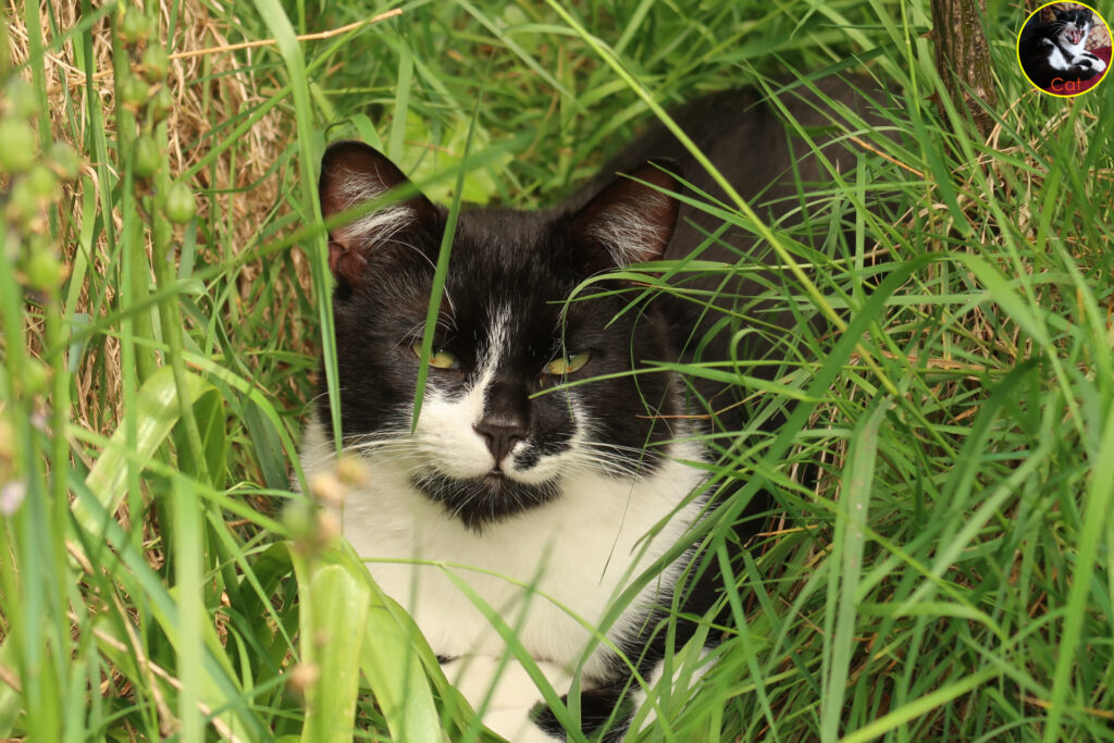 Cat resting in his favourite grassy knoll for an hour or more of snoozing.