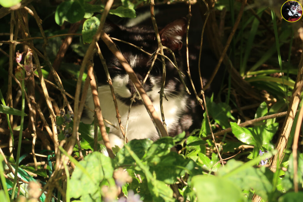 Cat resting under the honeysuckle bush.
