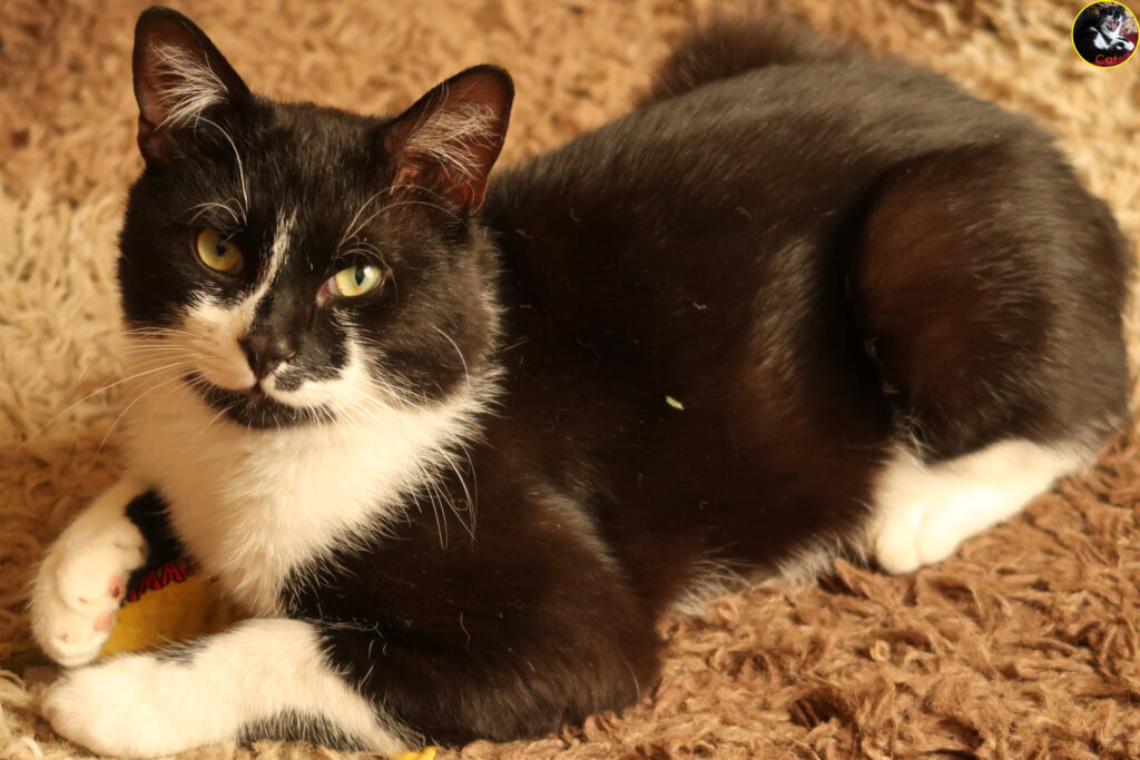 Cat sitting on his banana on the rug and looking at me.