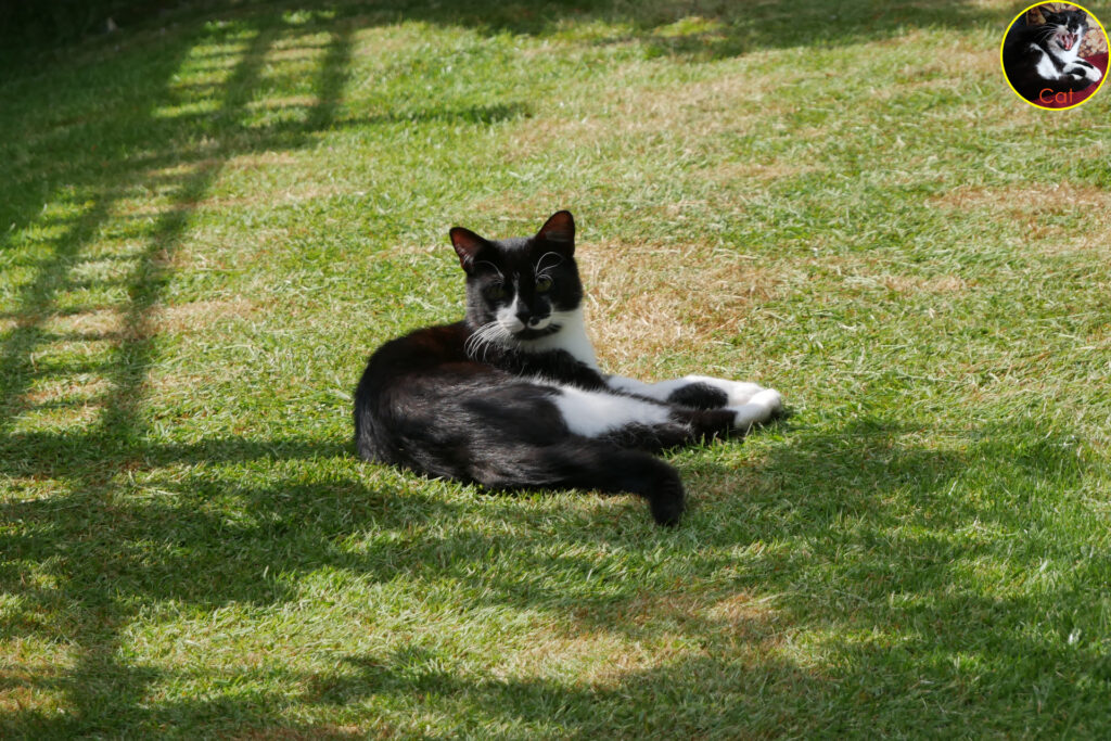 cat lying on the lawn looking at me