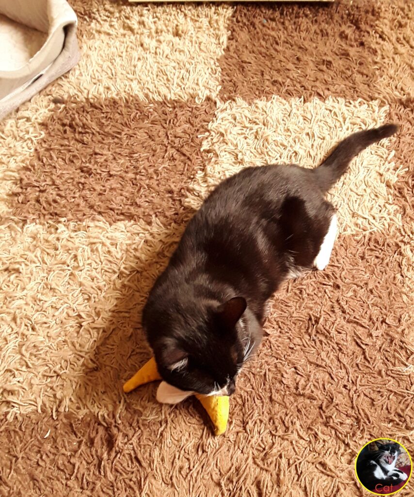 Cat is tired and has fallen asleep on his catnip banana.