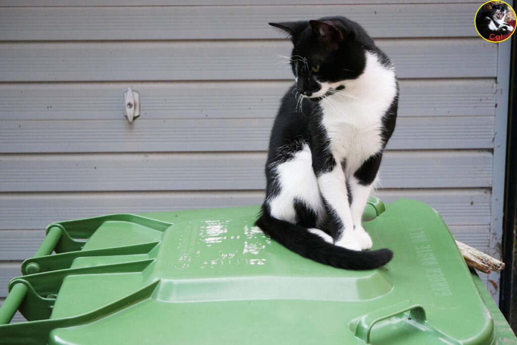 Cat sitting on the green bin