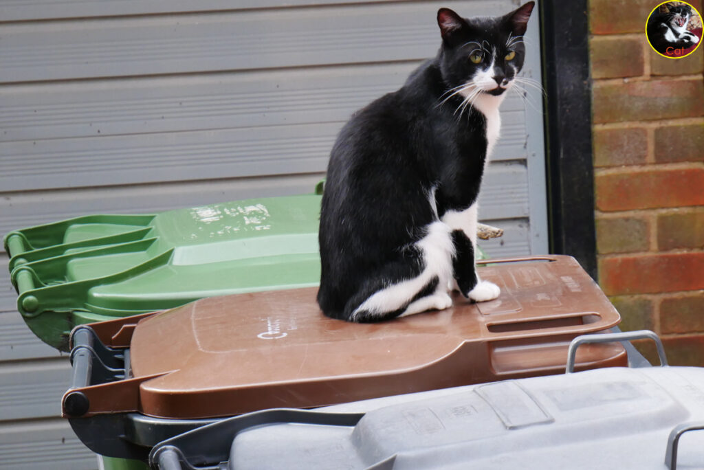 Cat sitting on the bins