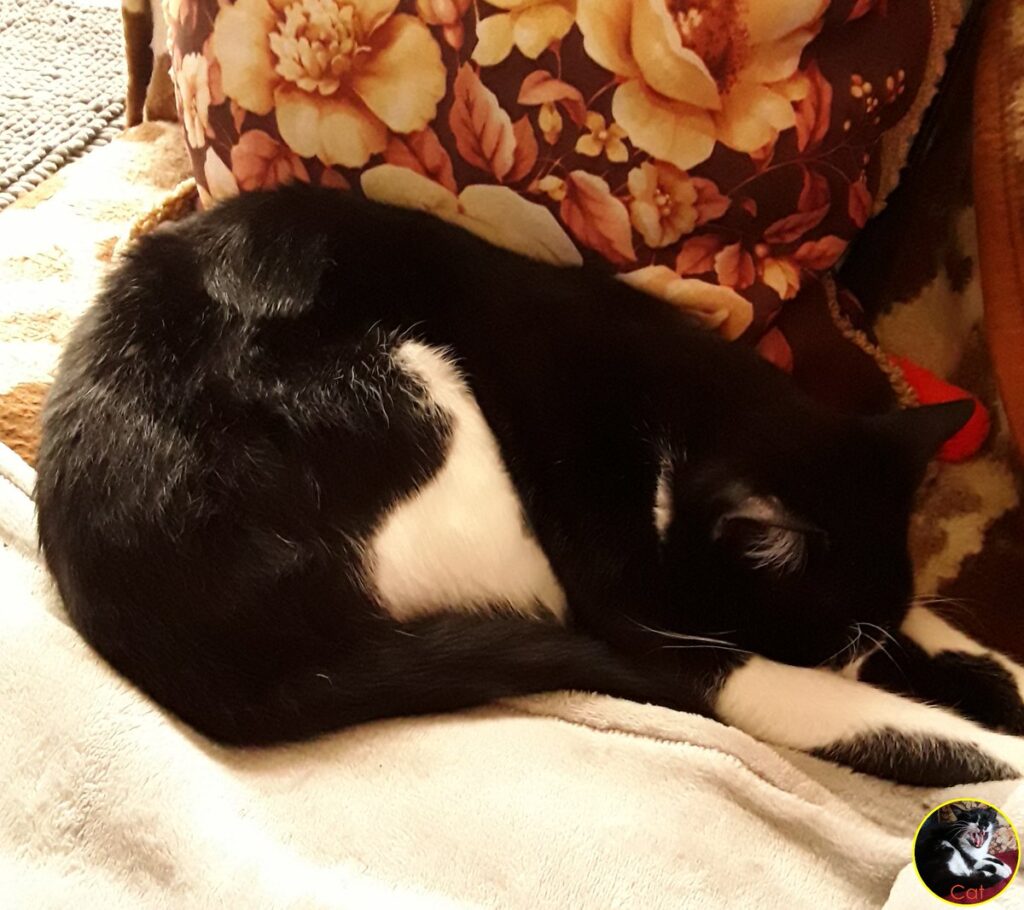 Cat asleep on the sofa.