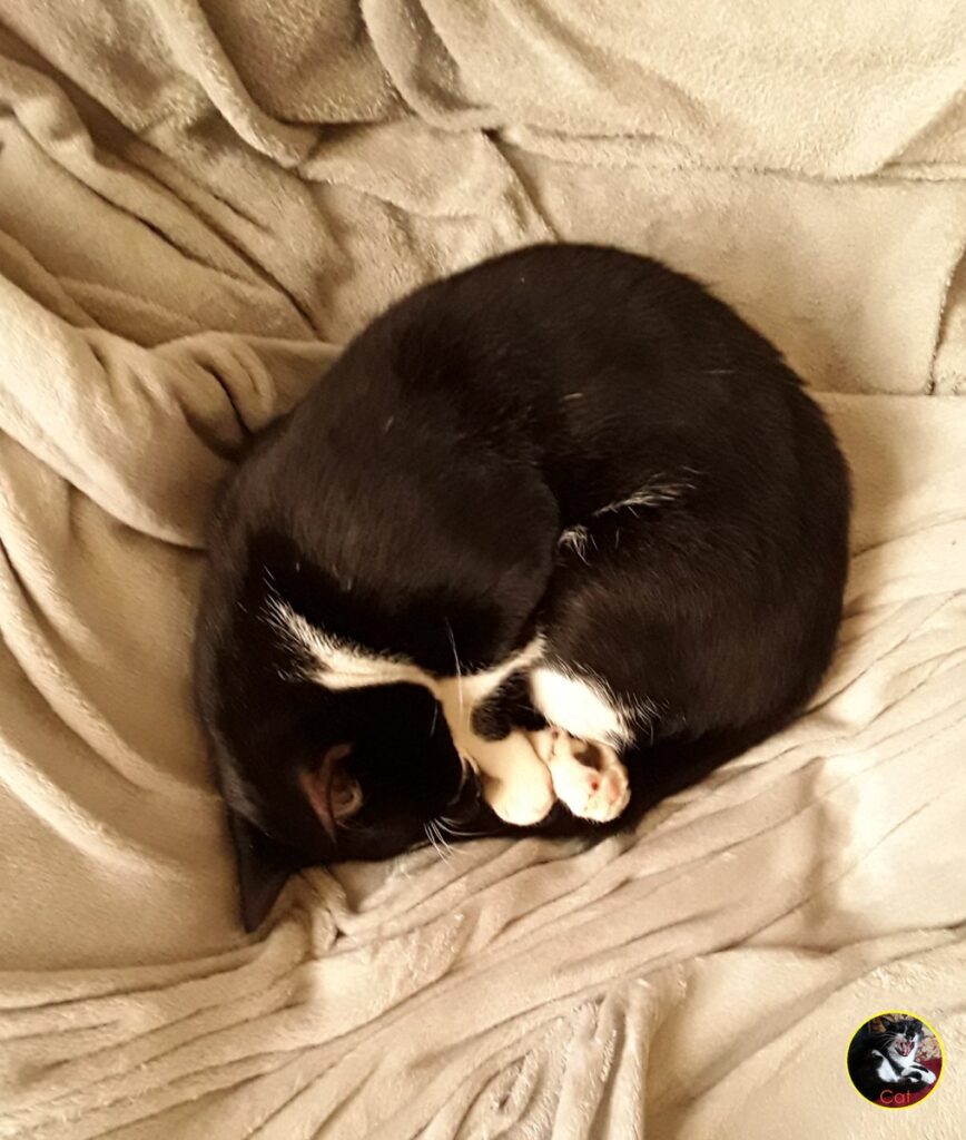 Cat asleep in middle of sofa.