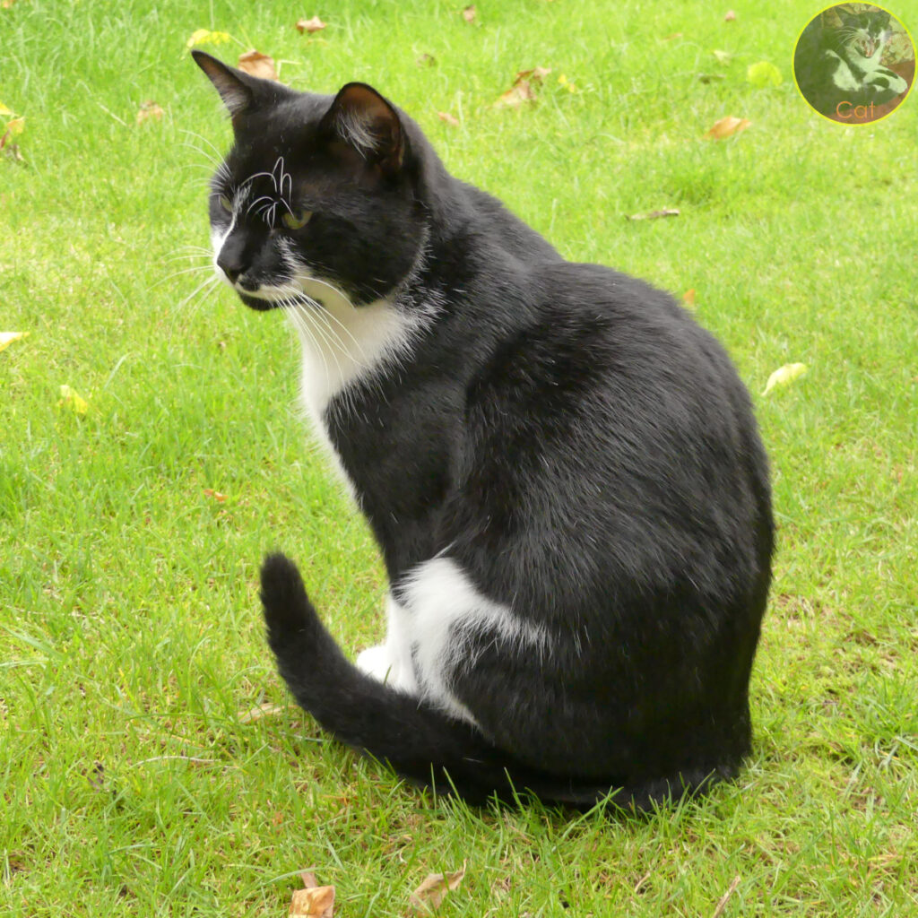 I'm trying out for a part as a witches' cat at Halloween.
