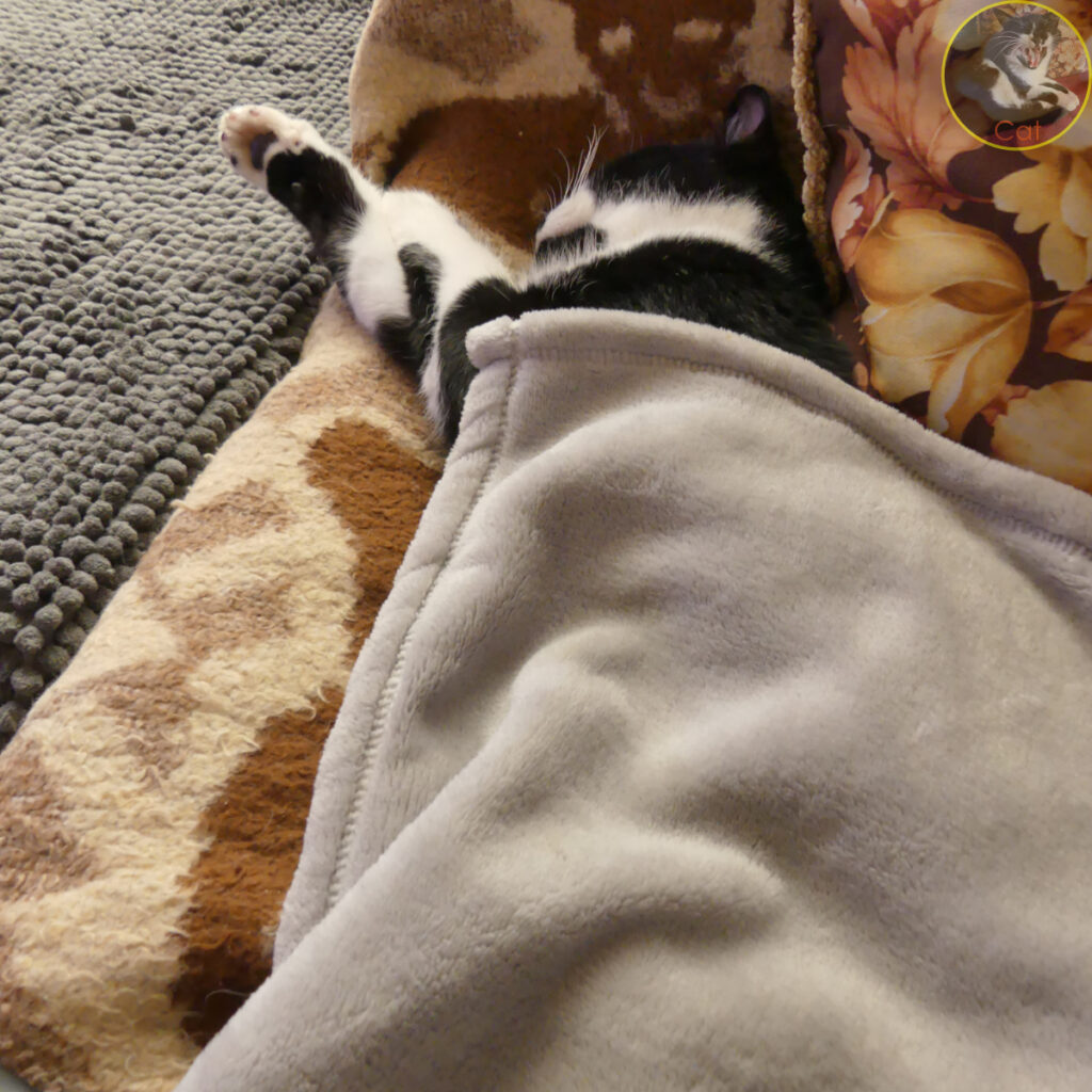 Cat covered with throw on sofa