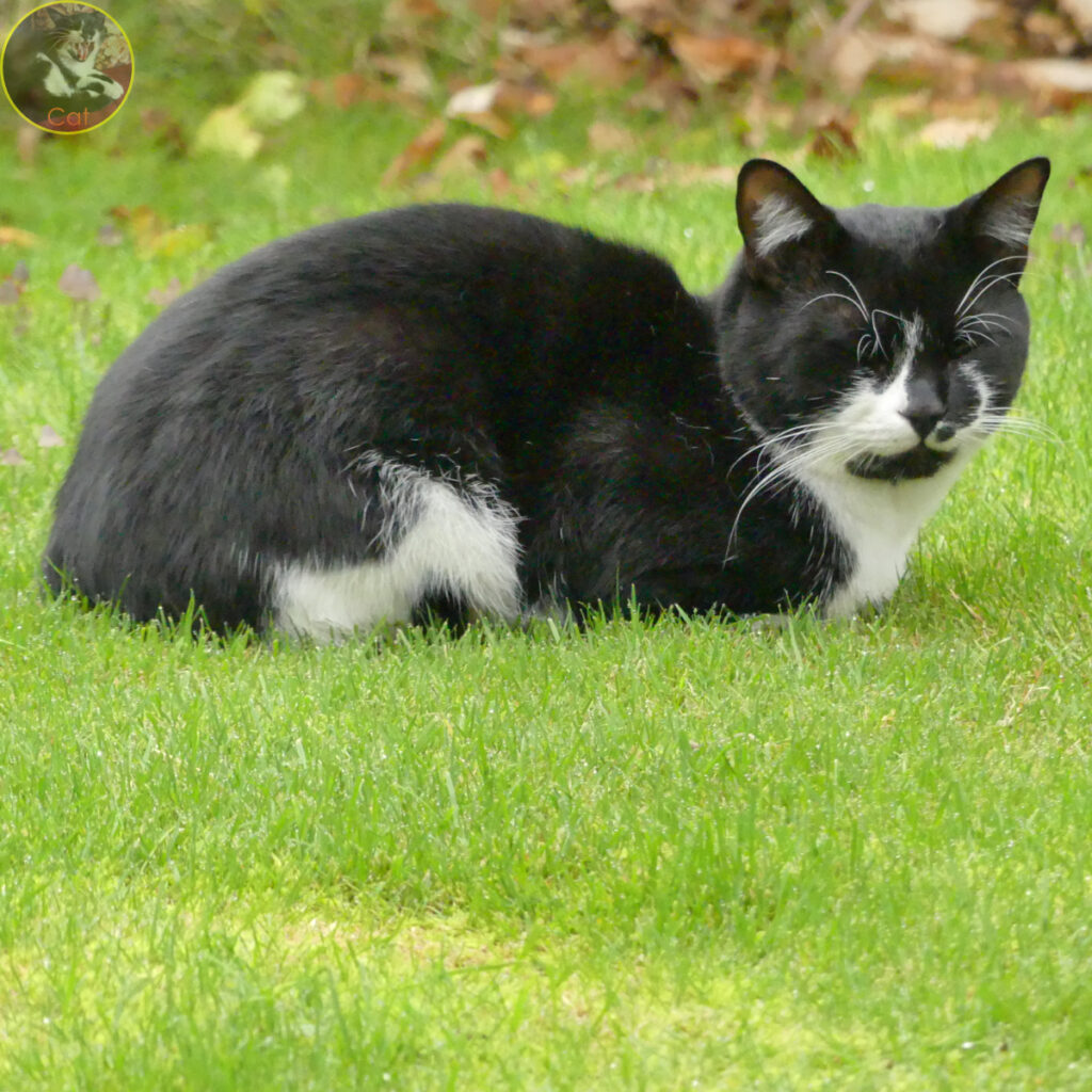 Cat lying on grass like a sphinx.