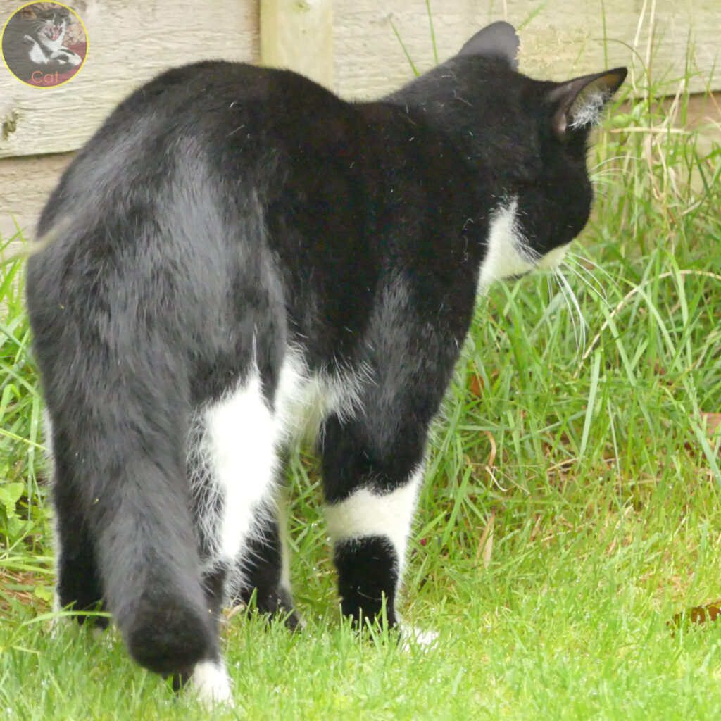 Cat nibbling some grass.