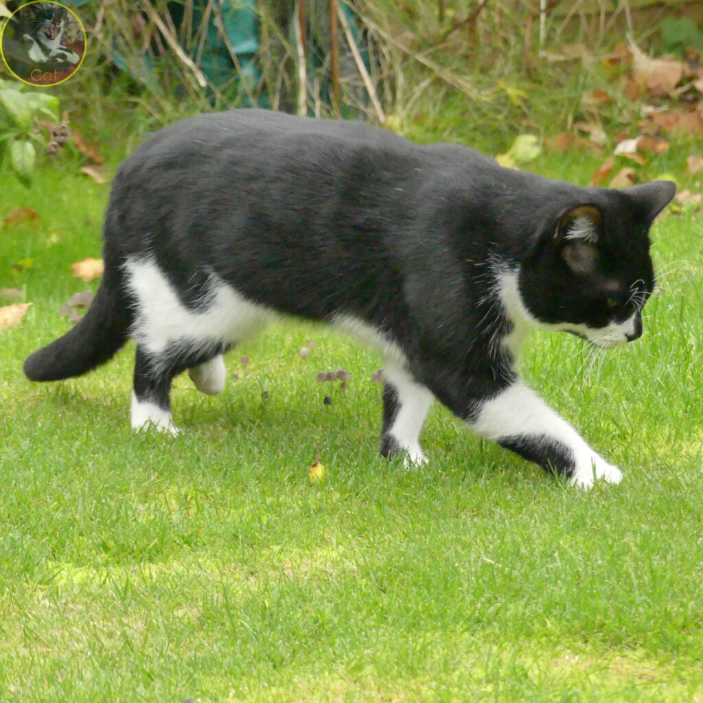 Cat walking across lawn.