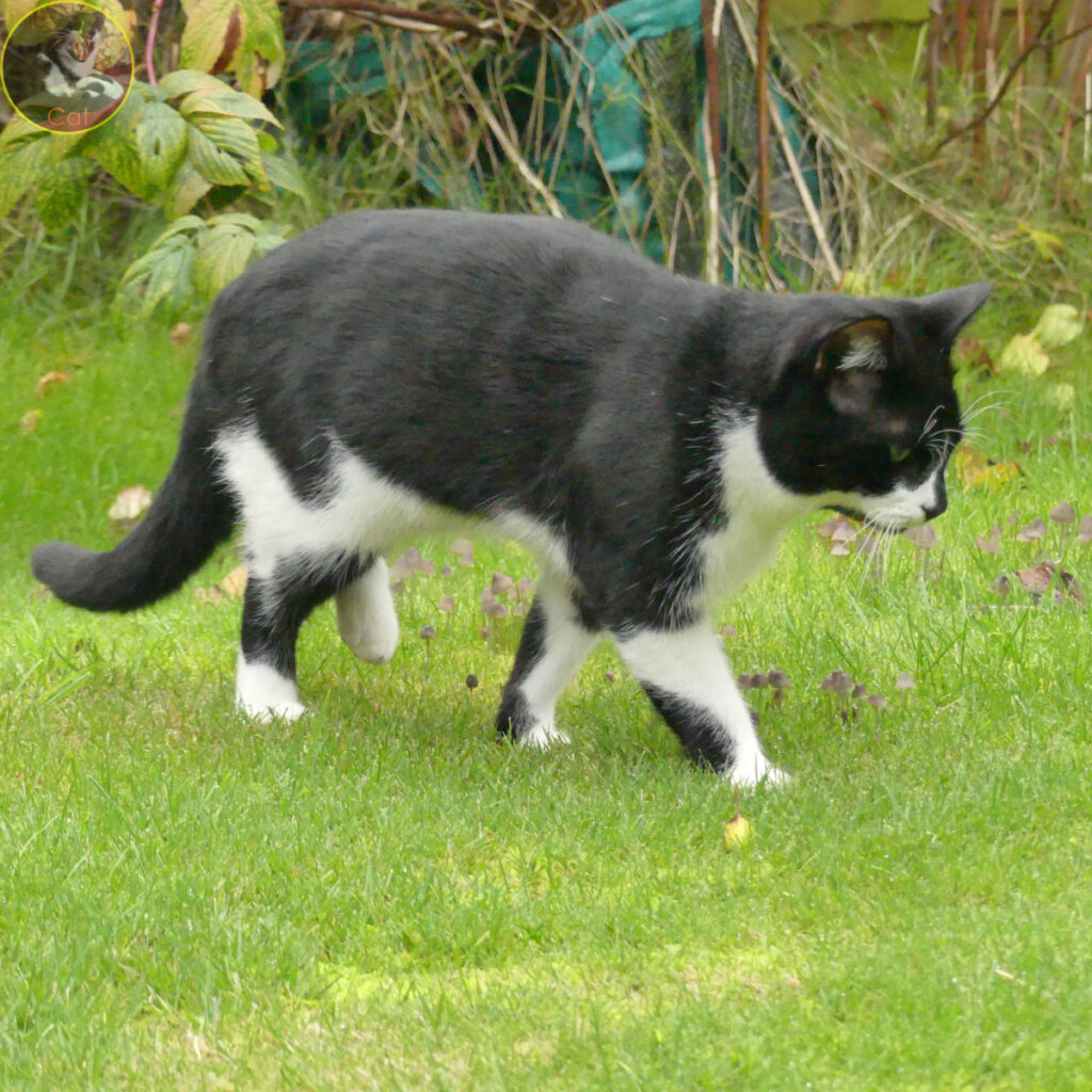 Cat walking across lawn.
